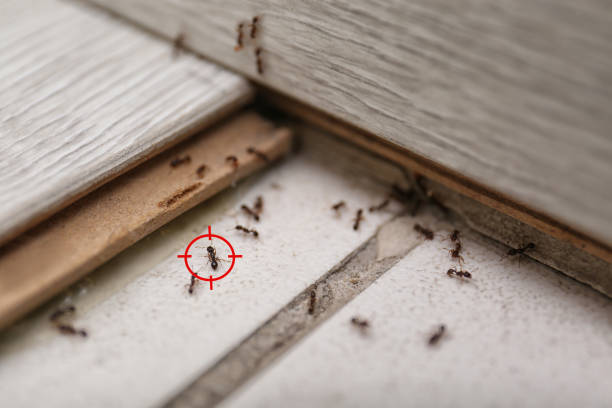 Best Best Pest Control Companies  in Frankfort, MI
