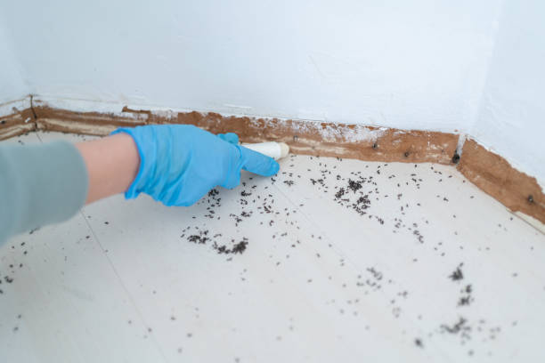 Best Pest Prevention Services  in Frankfort, MI